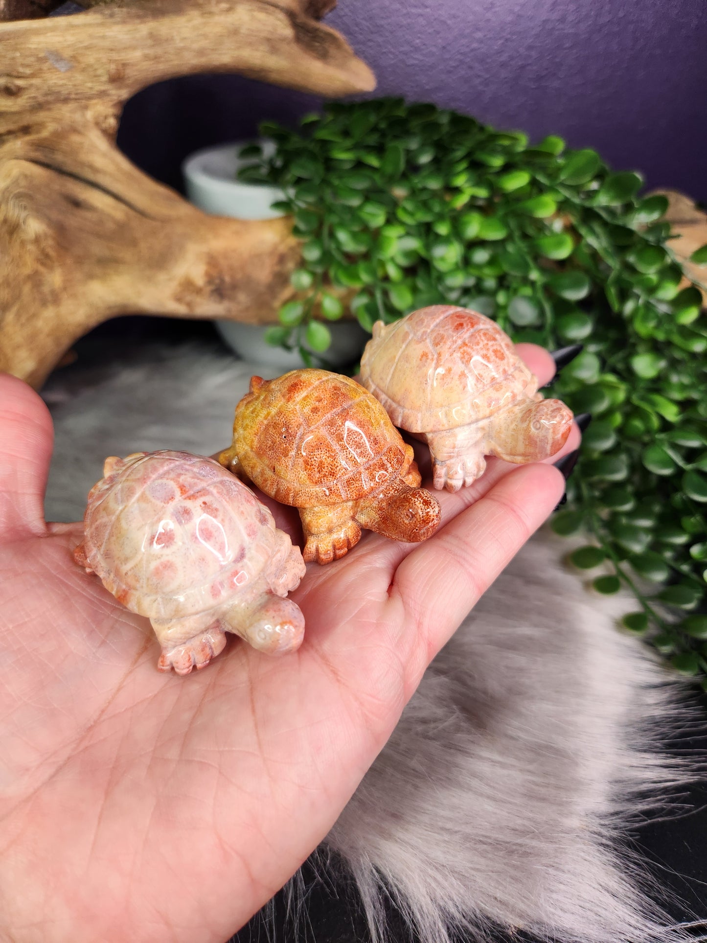 High Quality Agatized Coral | Turtles