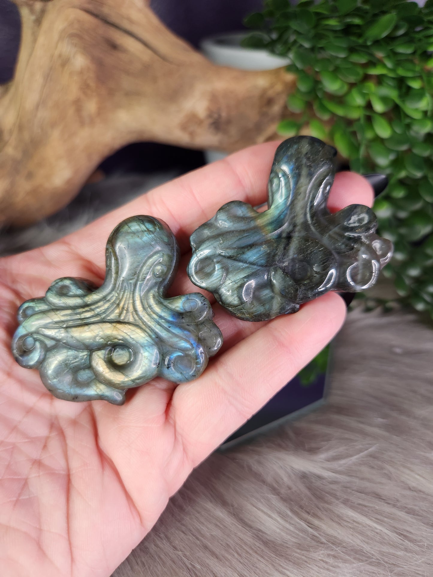 Labradorite | Octopus