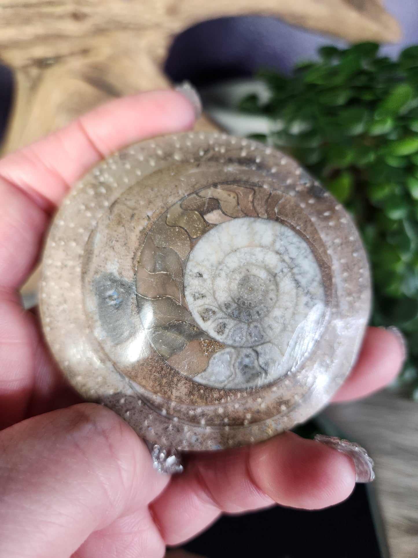 Ammonite Buttons