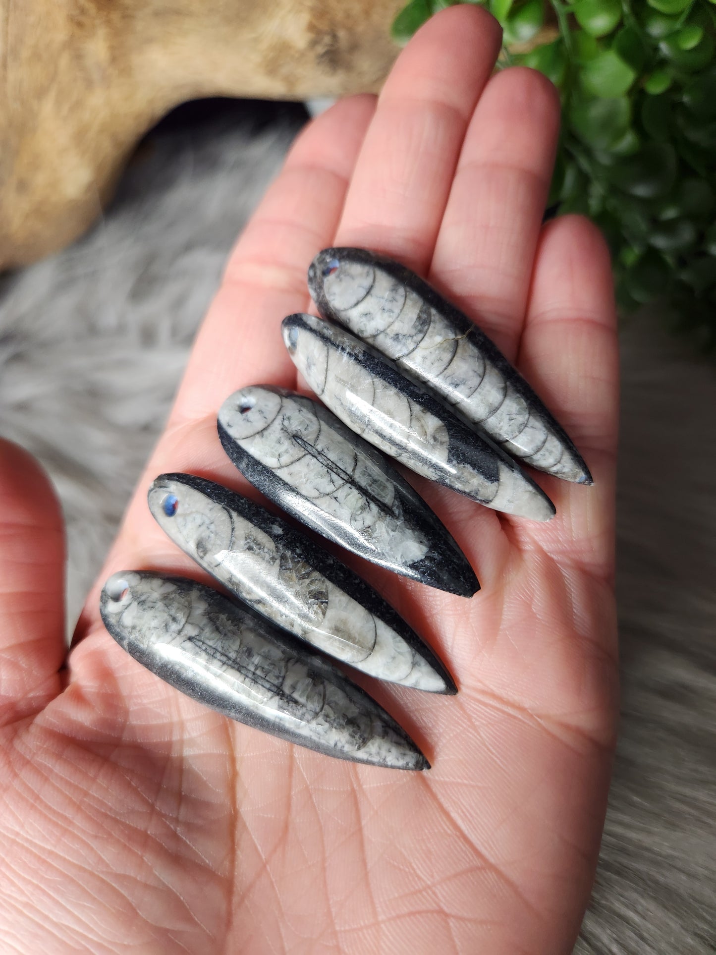 Orthoceras Fossil | Pendants