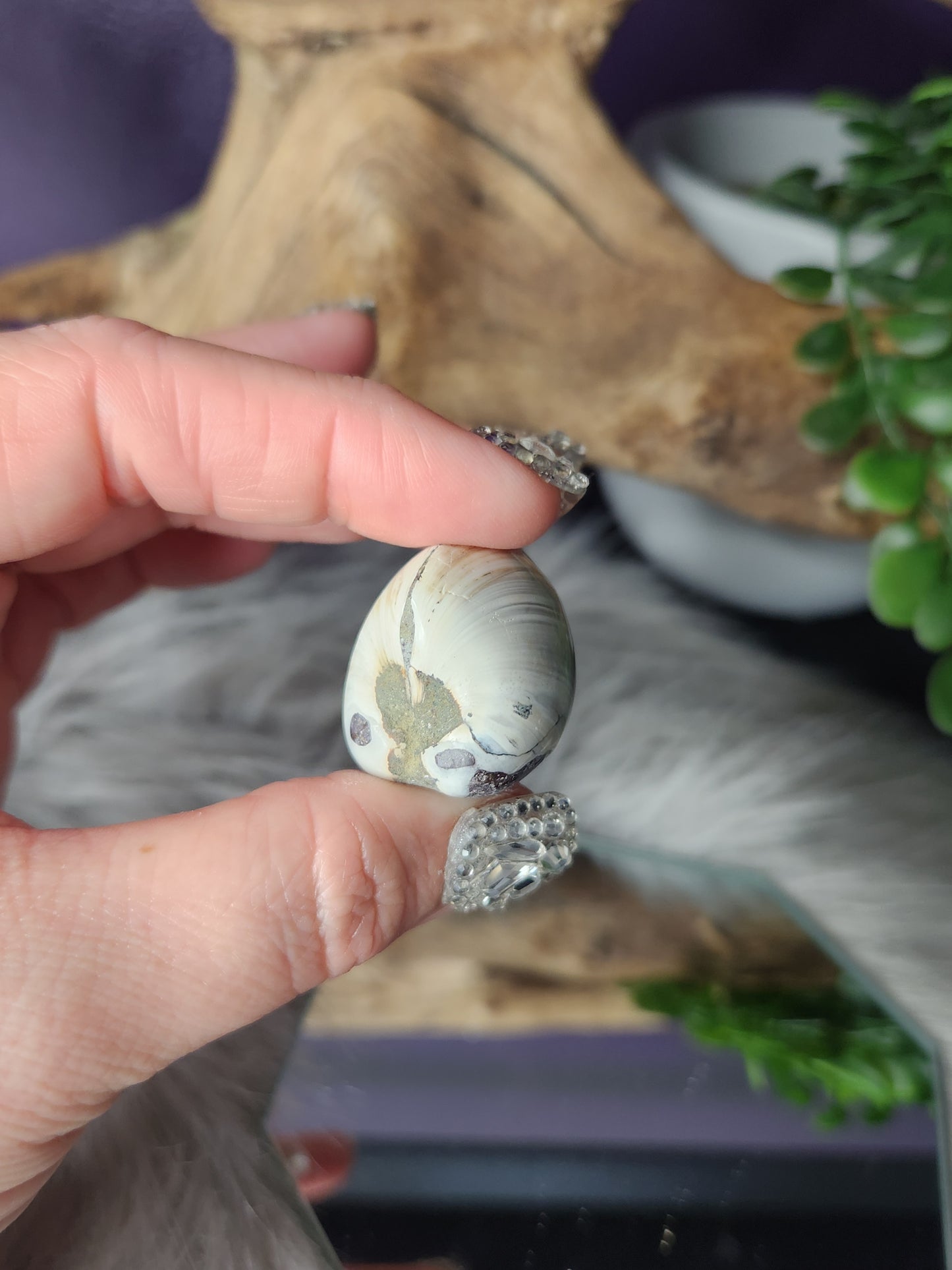 Fossilized Clams | Small