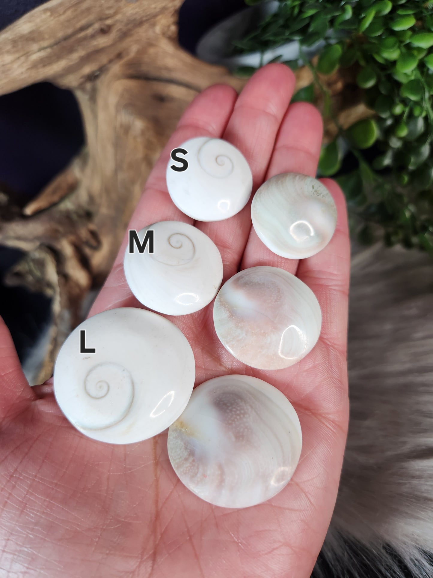 Pacific Cat's Eye Shells