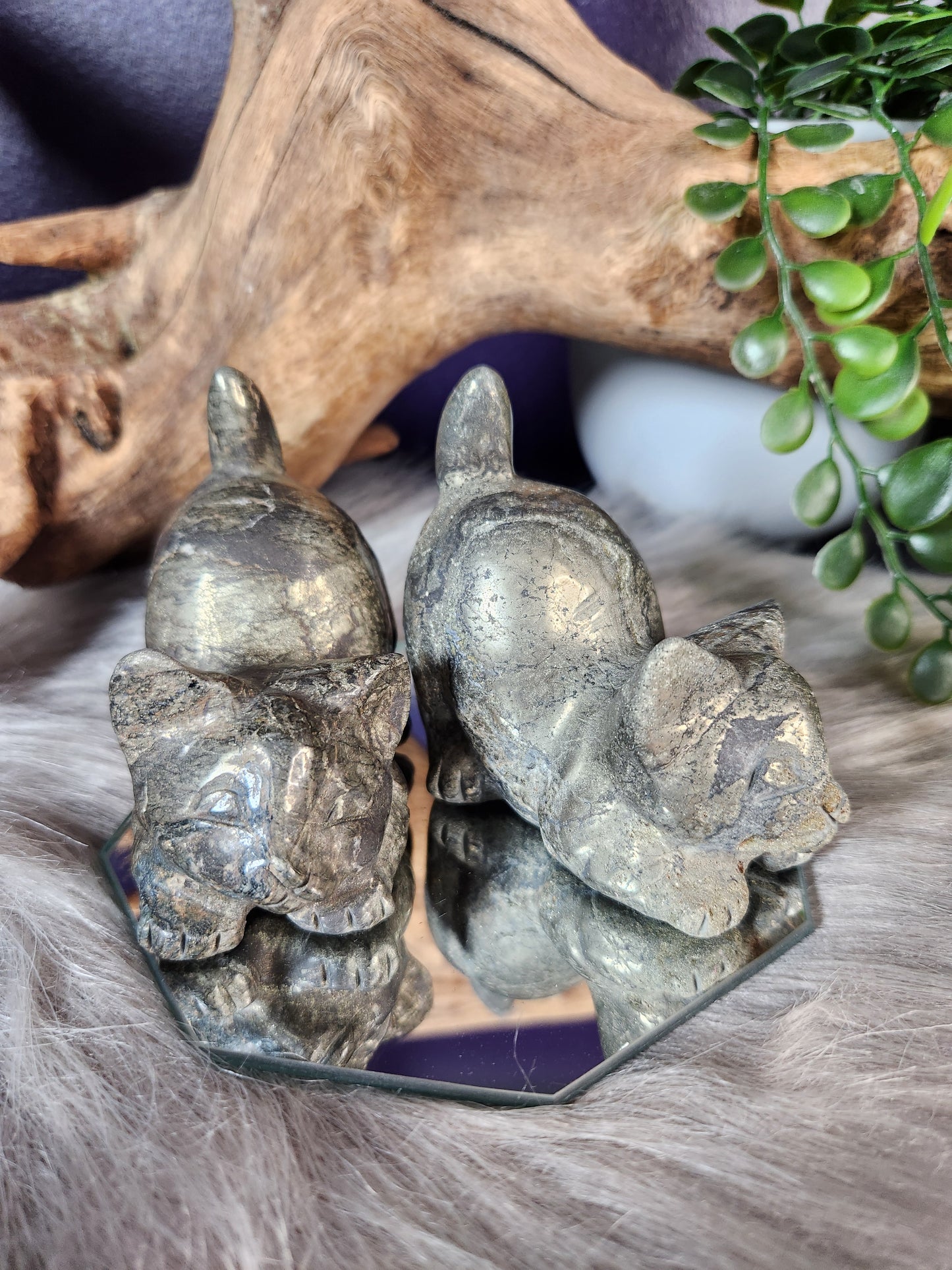 Pyrite | Playful Kitties