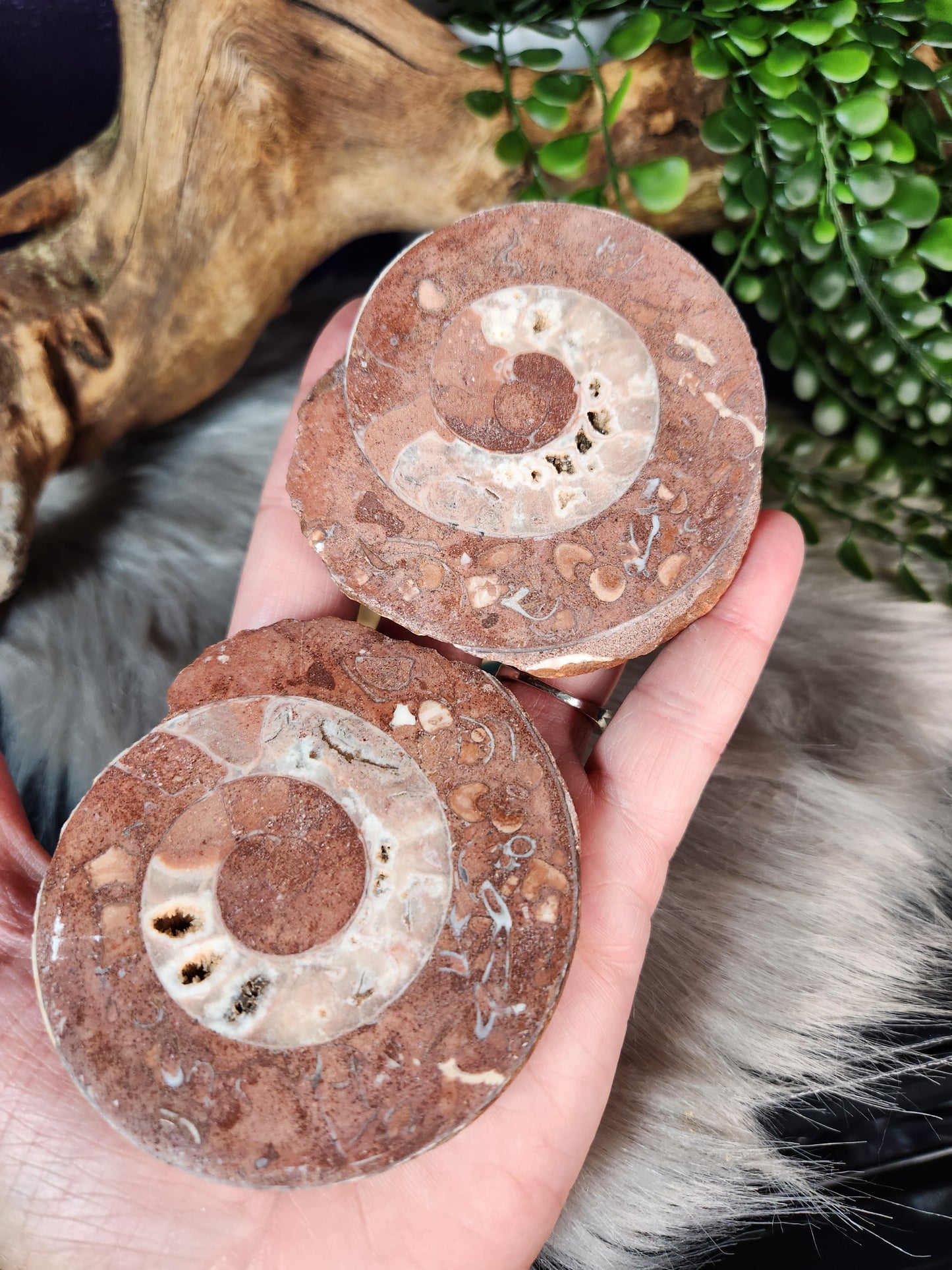 Ammonite | Fossil Pairs