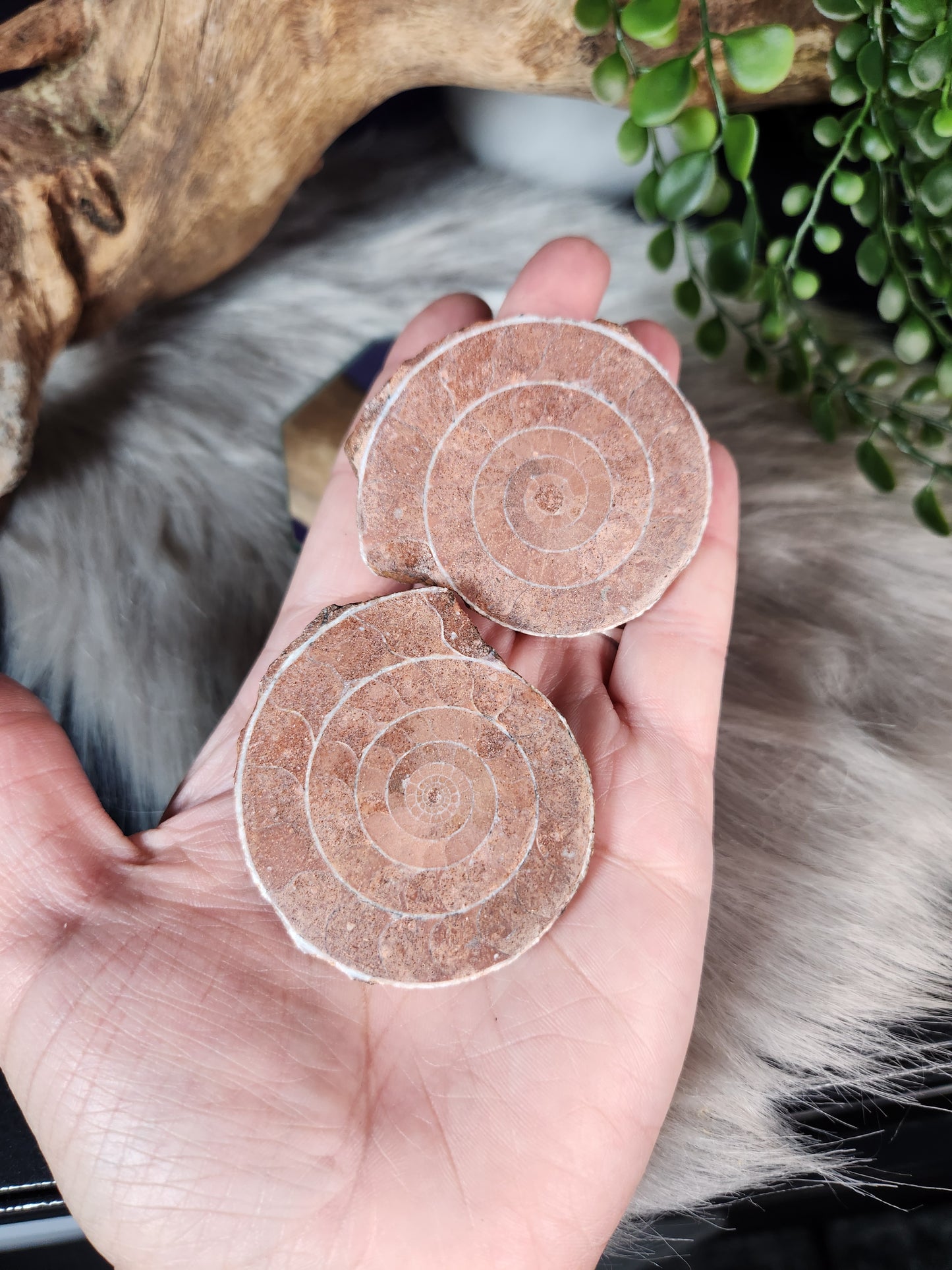 Ammonite | Fossil Pairs
