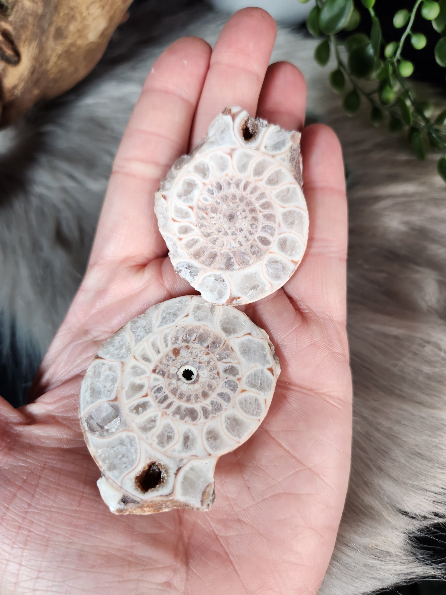 Ammonite | Fossil Pairs