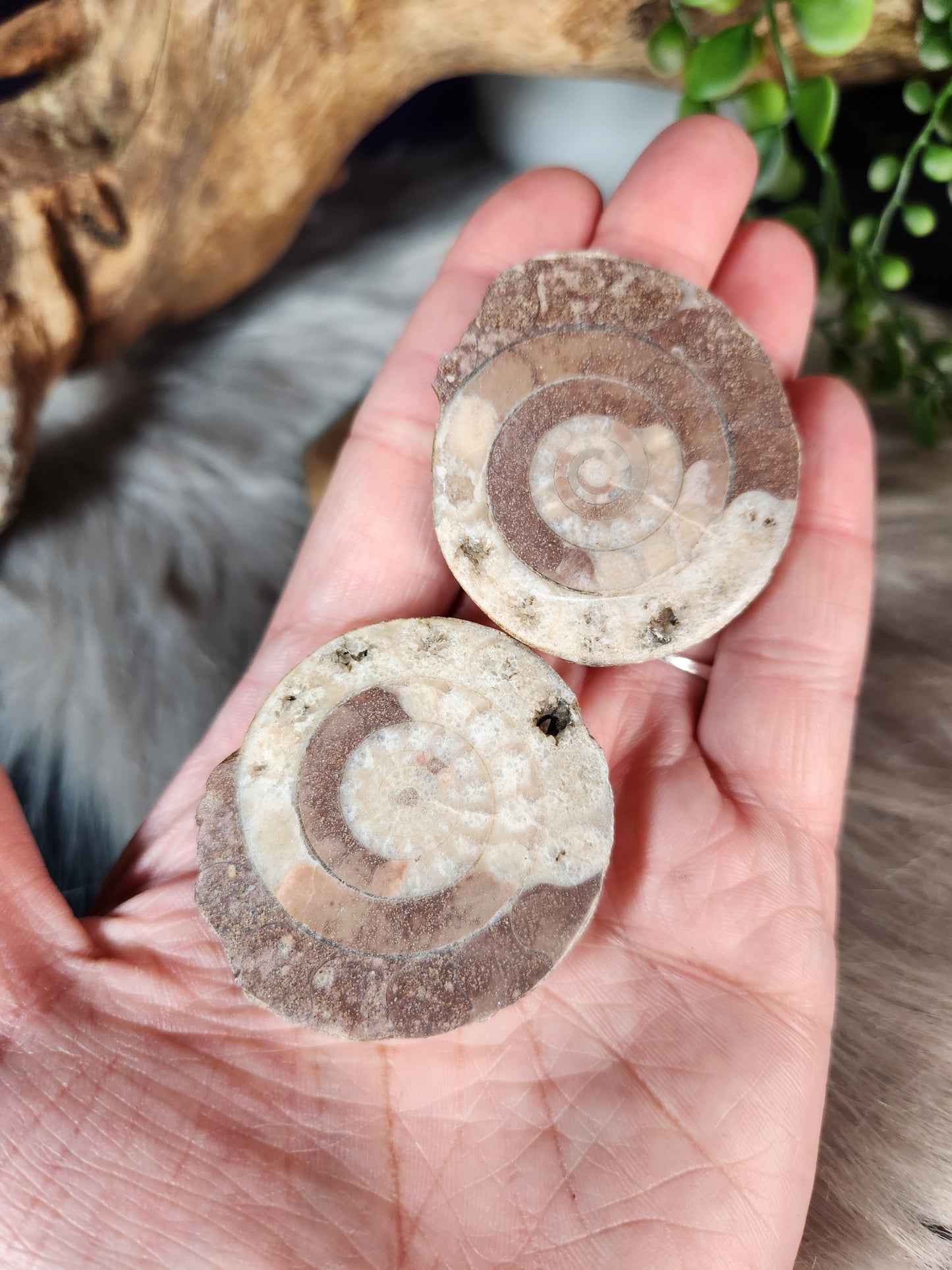 Ammonite | Fossil Pairs