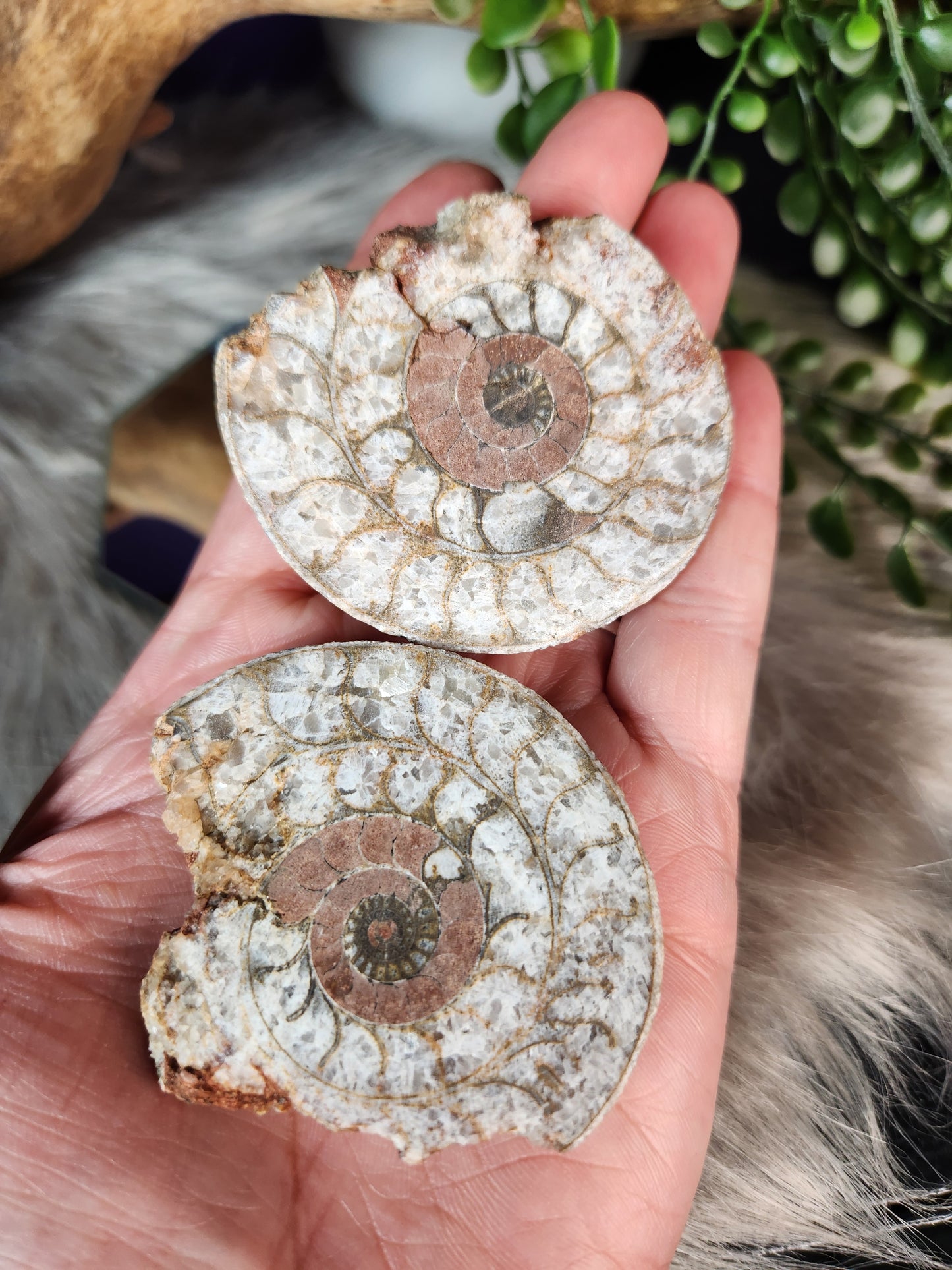 Ammonite | Fossil Pairs