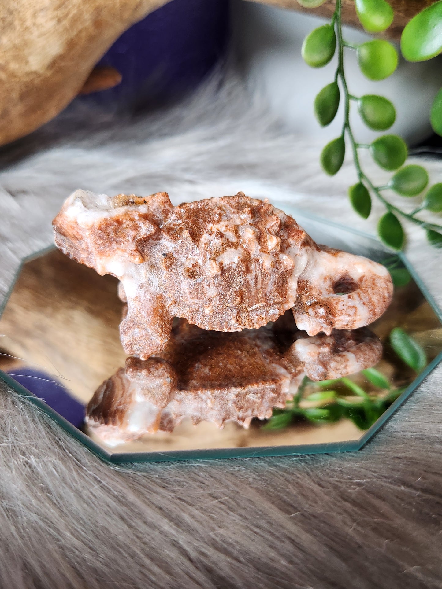 Desert Horned Lizards