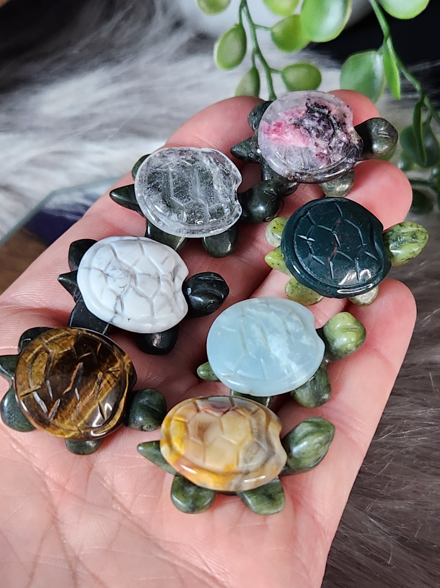 Assorted Mini Turtles