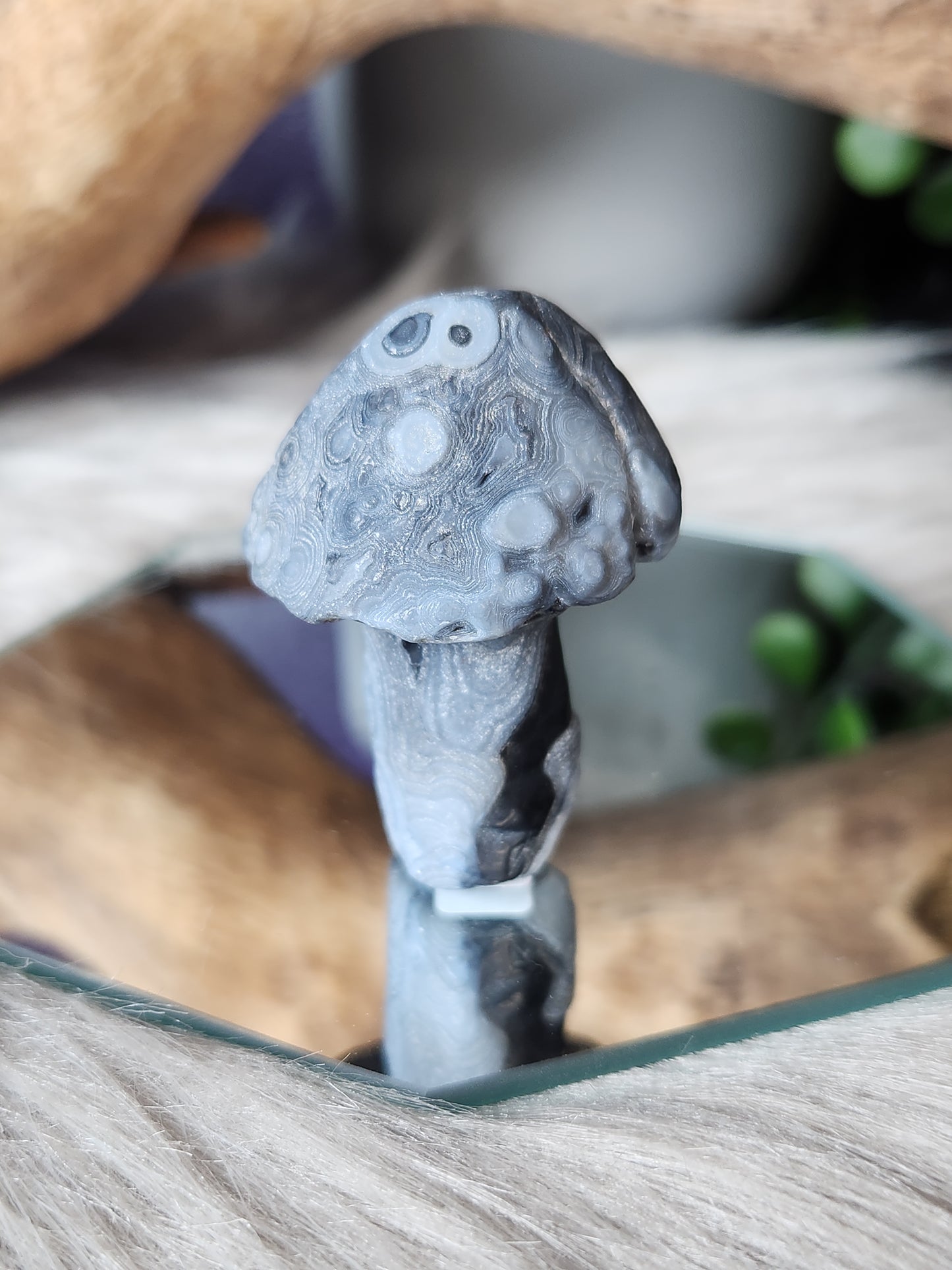 Gobi Agate | Shroomies