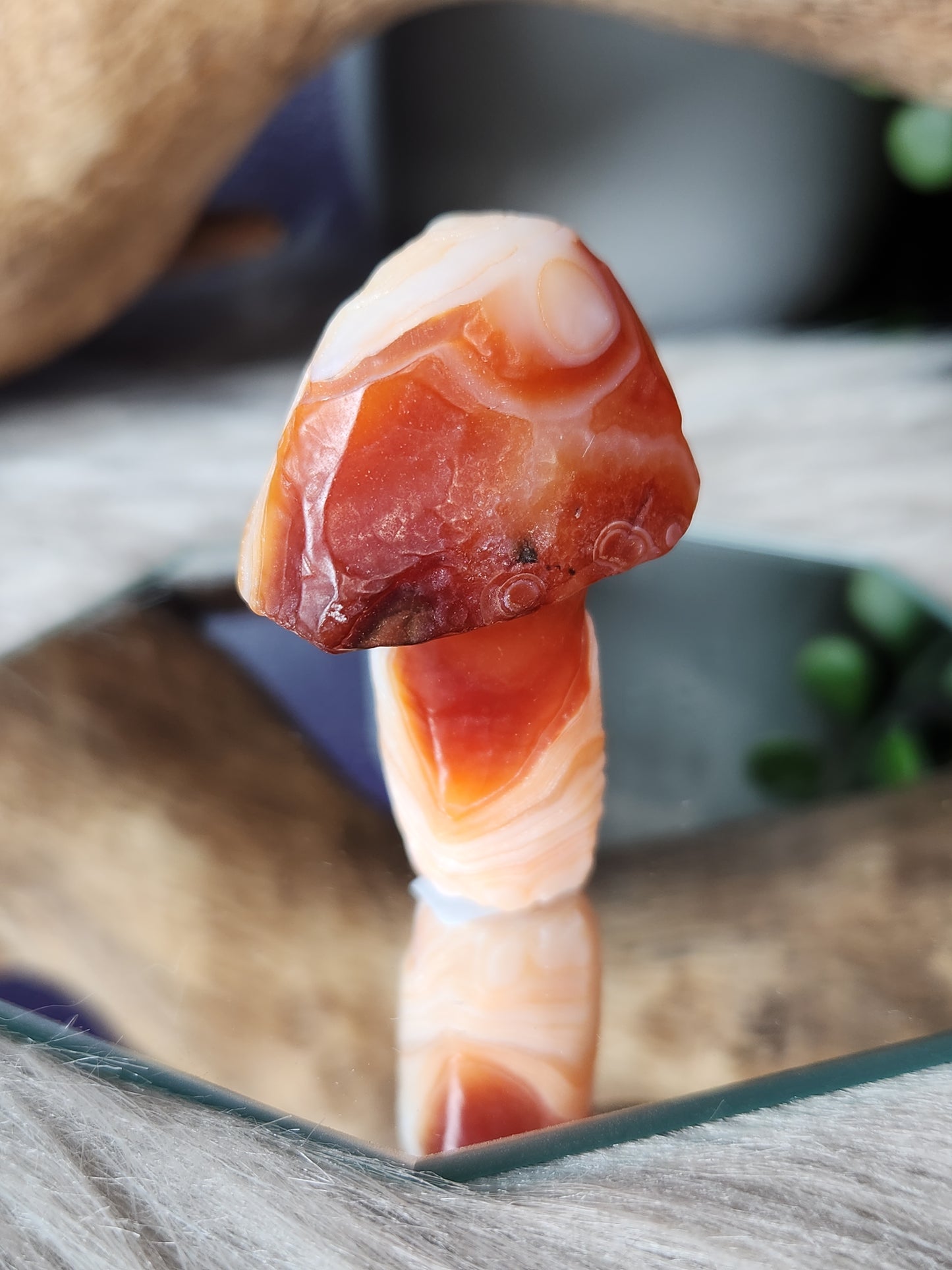 Gobi Agate | Shroomies