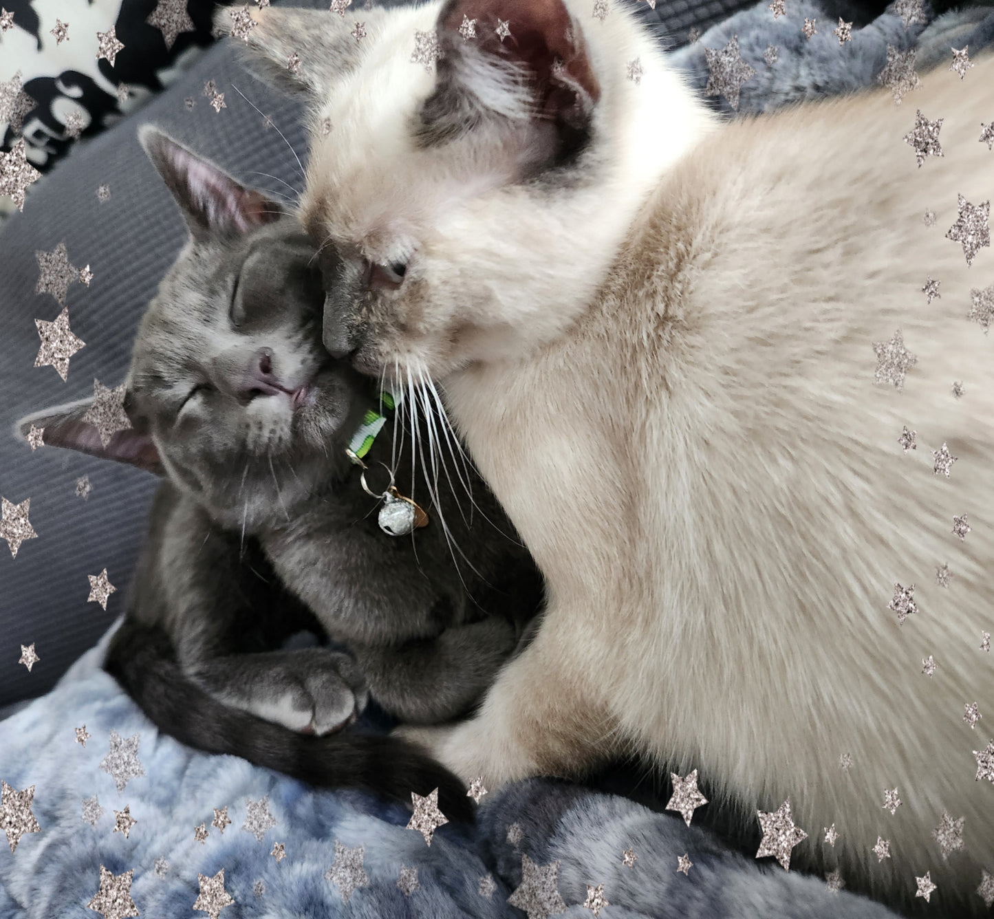 Veida & Oscar's Mystery Box!