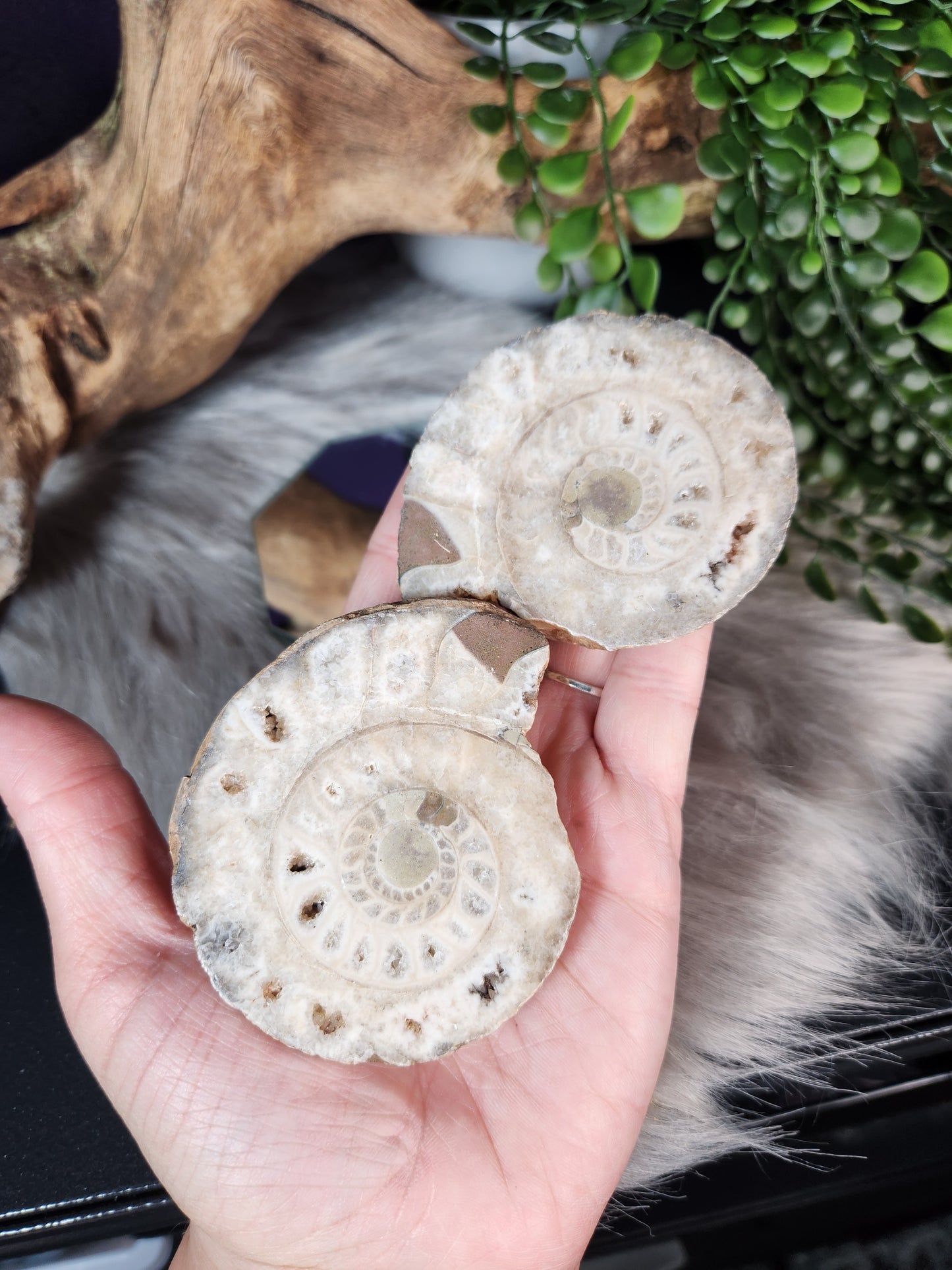 Ammonite | Fossil Pairs