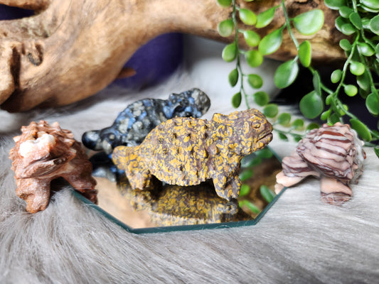 Desert Horned Lizards
