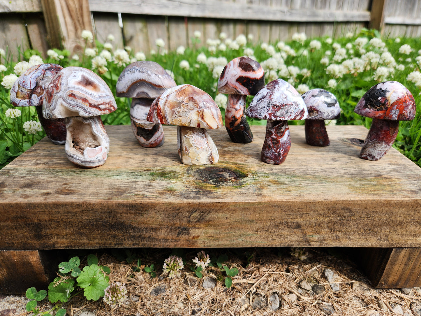 Crazy Lace Agate | Mushrooms