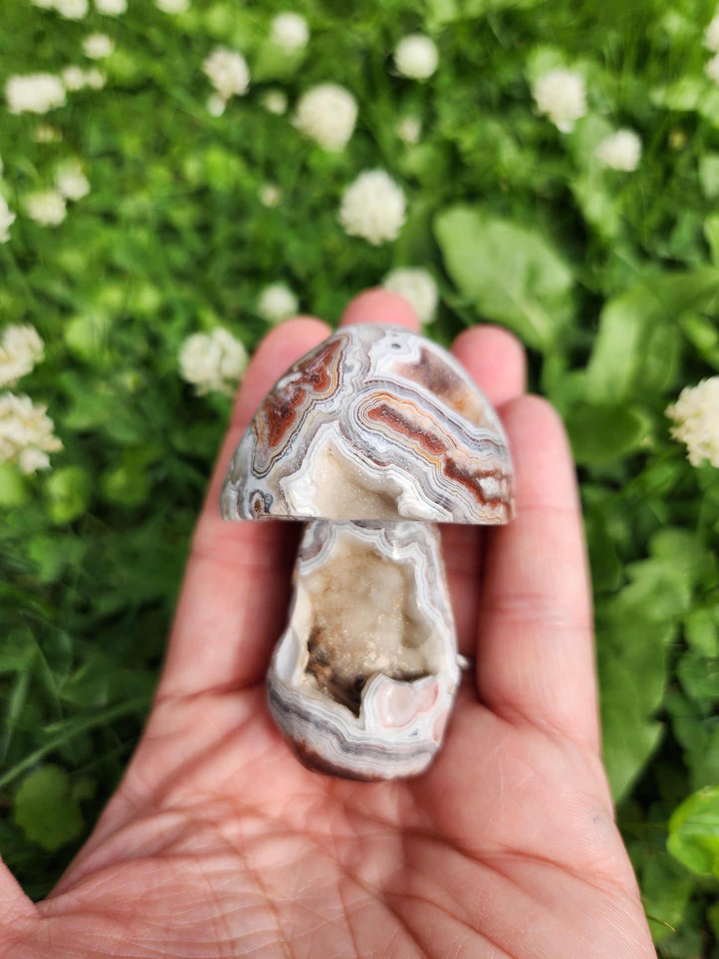 Crazy Lace Agate | Mushrooms
