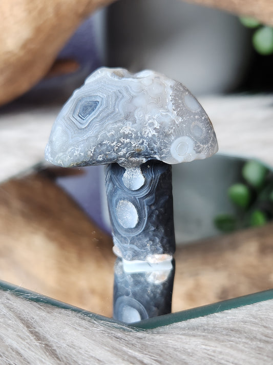Gobi Agate | Shroomies
