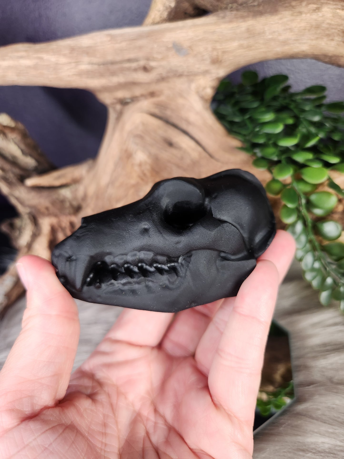 White Jade & Obsidian | Canine Skulls