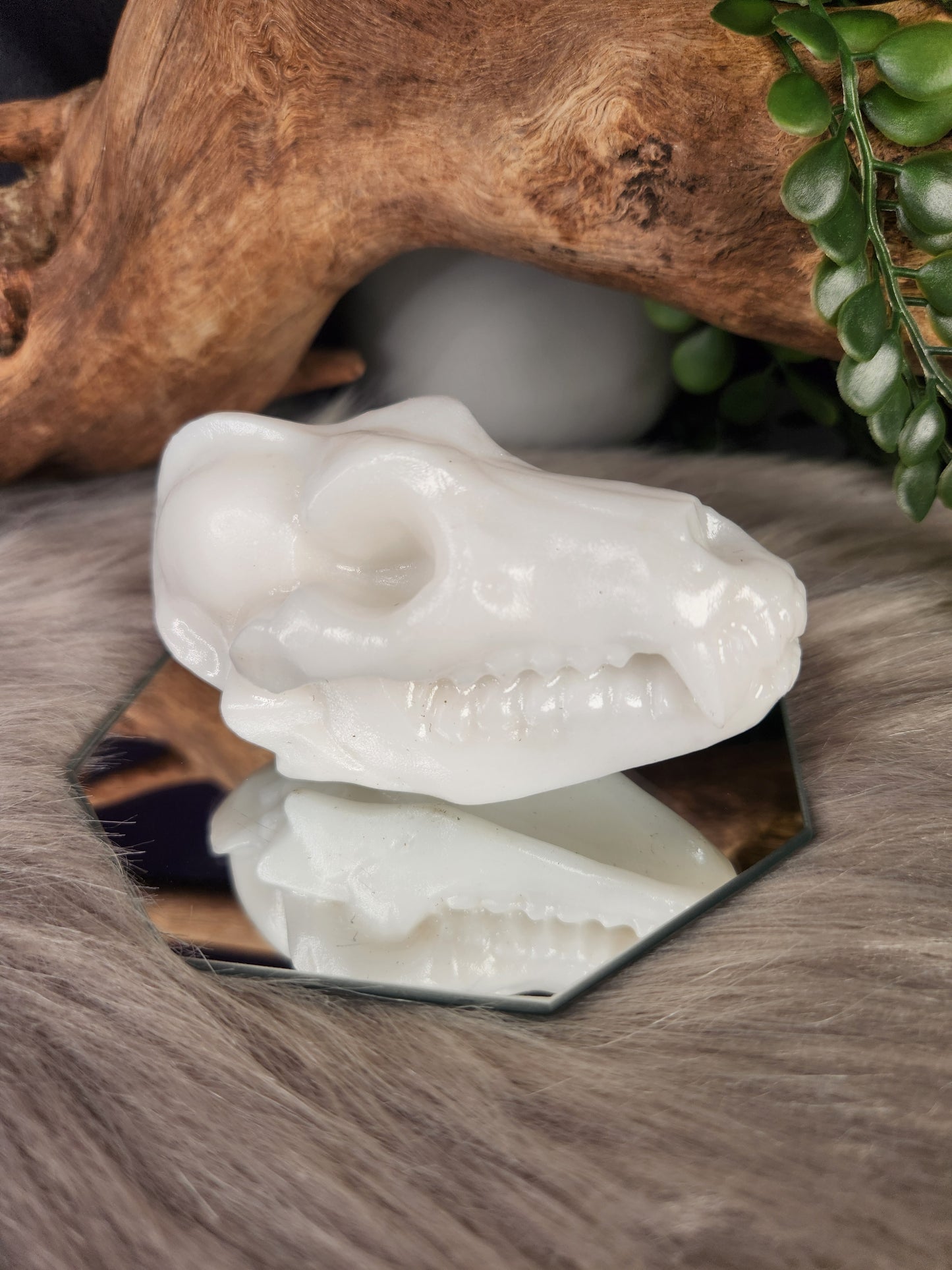 White Jade & Obsidian | Canine Skulls
