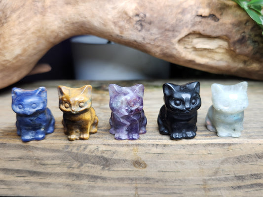 Cutie Mini Kittens