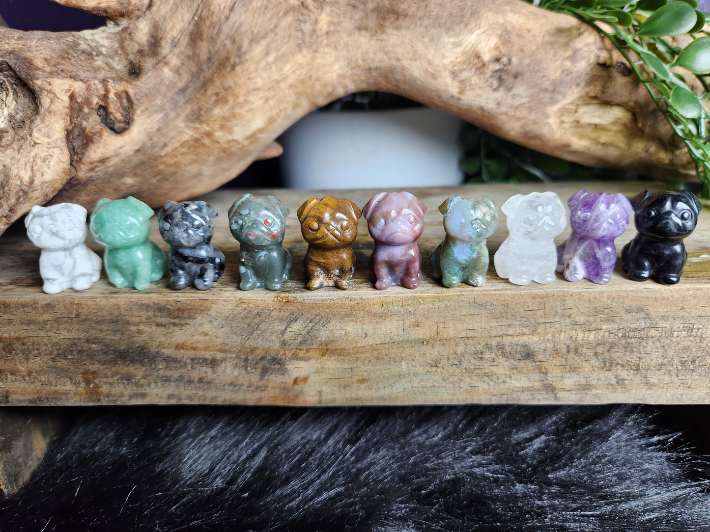 Assorted Mini Pug Puppies